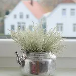 Blischke Carolinensiel